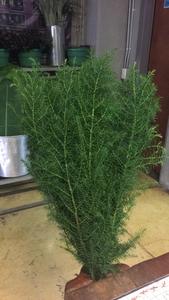 Blue Pine Clearance Big Sale