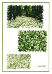 PHS3 Wild Garlic (Pack of 4) Fashionable Cheap Pice