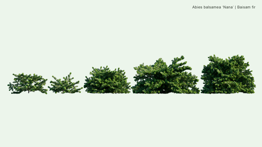 2D Abies Balsamea 'Nana' - Dwarf Balsam Fir Tumblr Cheap Pice