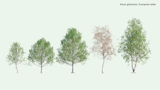 2D Alnus Glutinosa - Common Alder, Black Alder, European Alder, European Black Alder Geniue Stockist