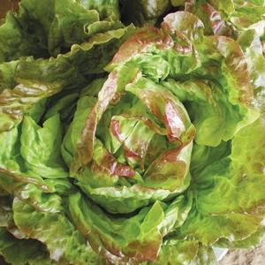 Seedling Sale - Salad Mix Free Shipping For Nice