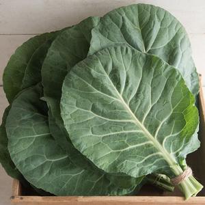 Seedling Sale - Collards For Cheap