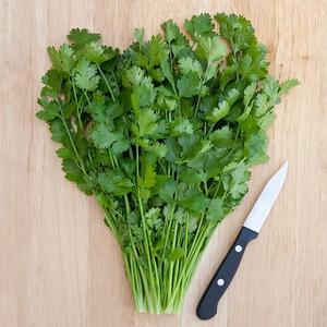 Seedling Sale - Cilantro Sale Wiki