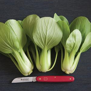 Seedling Sale - Baby Bok Choy Buy Cheap 100% Original