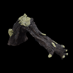 Broken Tree Branch Ebay
