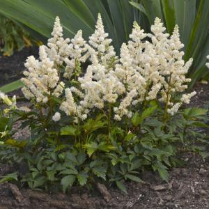 Astilbe x 'Younique White' 2 gallon Good Selling Cheap Pice