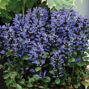 Ajuga reptans 'Blueberry Muffin' (Carpet Bugle) 1.5gallon Clearance Good Selling