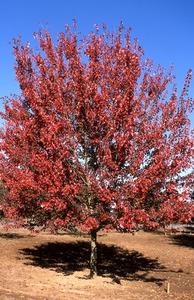 Acer rubrum (Red Maple) 'Autumn Flame' 7 gal Cheap 2025 Newest