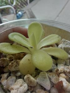 Pinguicula Agnata Low Shipping Cheap Pice