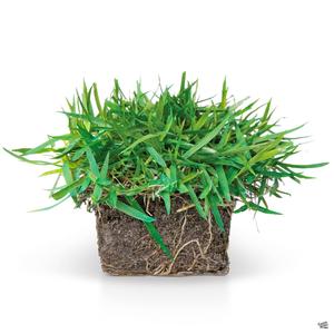 Zoysia Grass SodPods ® Buy Cheap Wiki