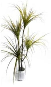 4 Head Dragon Plant Cost For Sale