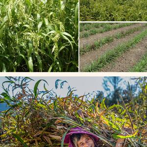 Coix Lacryma Jobi & Coicis Semen Seeds Buy Cheap Hot Sale
