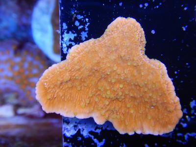 SPS - Reeftech Starburst Monti Cap For Nice Online