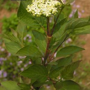 Cornus Alba & Siberian Dogwood Seeds Wholesale Pice Cheap Pice