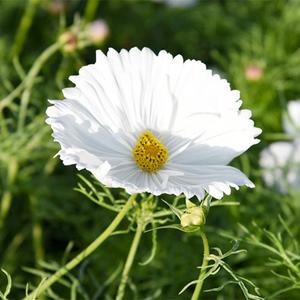 Cosmos Bipinnata Seeds Free Shipping In China