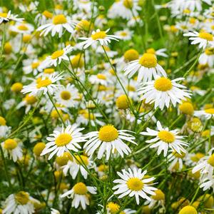 Chamaemelum Nobile & Chamomilia Seeds Clearance Fake