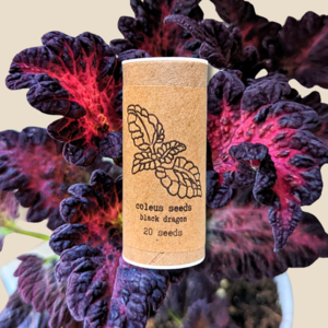 Black Dragon Coleus Seeds Largest Supplier Online
