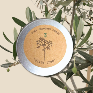 Olea Europaea 'Olive Tree' Seeds Sale Great Deals