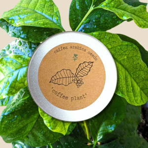 Coffea 'Coffee Plant' Seeds Limited Edition Online