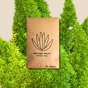 Asparagus Meyeri 'Foxtail Fern' Seeds Sale Best Pices