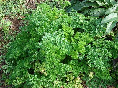 Herb Variety Pack Discount Big Discount