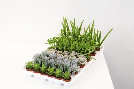 1.5" Succulent, Assortment - PAK 61 (NOT EXPORTABLE) Clearance 100% Original