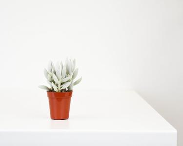1.5" Succulent, Ghost Plant - PAK 20 Clearance Pick A Best
