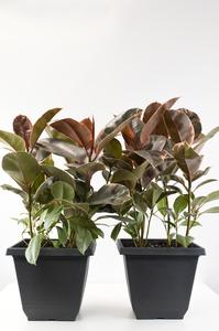 10" Ficus, Rubber Ruby - PAK 2 Choice Cheap Pice