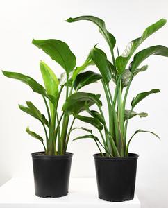 10" Bird of Paradise, White - PAK 2 Buy Cheap Best Pices