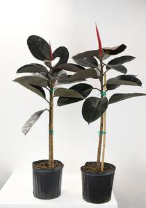 10" Ficus, Rubber Tree Standard - PAK 2 Purchase For Sale