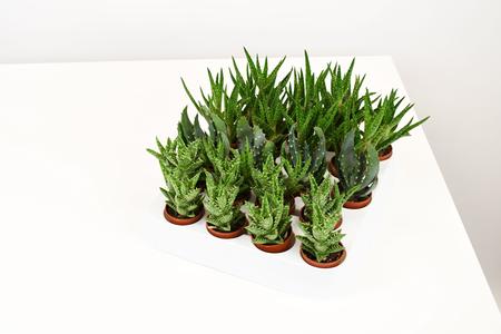 1.5"Aloe / Gasteria / Haworthia, Assortment - PAK 20 (Cites) (NOT EXPORTABLE) Discount Online
