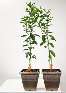 10" Citrus, Ponkan Mandarin- PAK 2 (NOT EXPORTABLE) Buy Cheap 2025 New