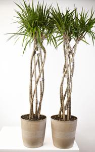 10" Dracaena, Marginata Open Weave 6ppp 48" - PAK 2 Discount Eastbay