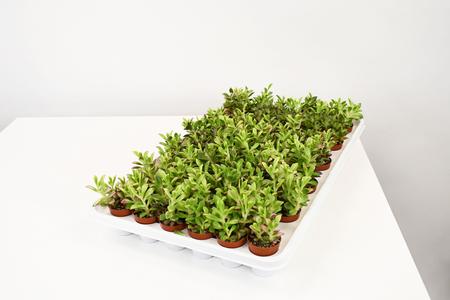 1.5" Succulent, Adromischus - PAK 61 Free Shipping Popular