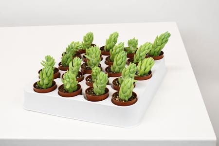 1.5" Succulent, Burro's Tail - PAK 20 High Quality For Sale