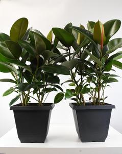 10" Ficus, Rubber Green - PAK 2 Outlet Online