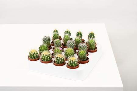 1.5" Cactus, Assortment - PAK 20 (Cites) (NOT EXPORTABLE) Find Great Cheap Online
