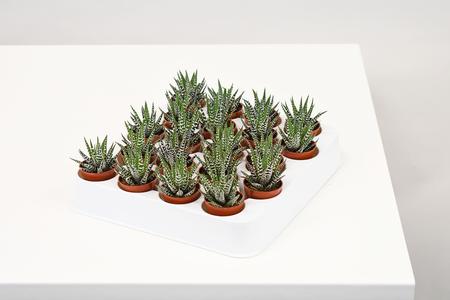 1.5" Succulent, Haworthia Assortment - PAK 20 With Mastercard For Sale