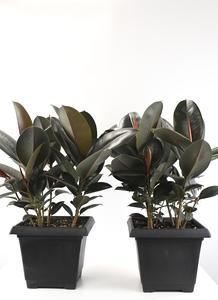10" Ficus, Rubber Burgundy - PAK 2 Cheap Excellent