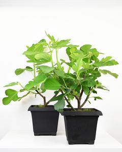 10" Fig, Italian - PAK 2 (NOT EXPORTABLE) Newest Cheap Pice