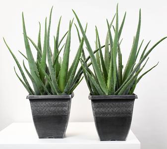 10" Aloe Vera, Medicine Plant - PAK 2 Outlet New Styles