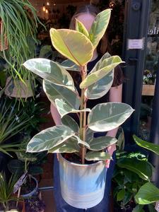 Ficus elastica Tineke / Variegated Rubber Plant - 21cm Pot - *Local Delivery or Local Pick Up Only* Discount Fashionable