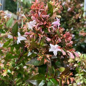 Abelia 'Grandiflora' (Cultivated E) 90cm (x10) Shop For Online