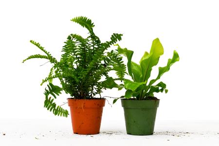 2 Fern Variety Pack - 4" Pot Outlet Best Seller