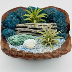 Air Plant Beach Themed Planter DIY Zen Desk KIT for Home and Office - Perfect Gift for Plant Lovers From China Cheap Pice