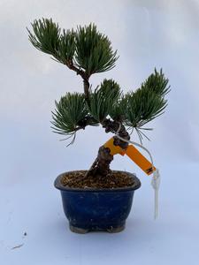 Bonsai Pino Blanco - Bonsai dwergvorm loof Pinus Parviflora Cheap Sale Explore