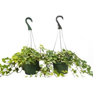 2 English Ivy Variety Pack - 6" Hanging Pot Outlet 2025 Newest