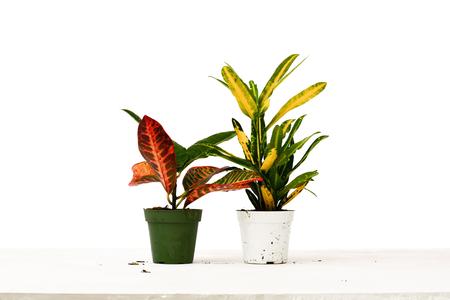 2 Croton Variety Pack - 4" Pot Discount Footaction
