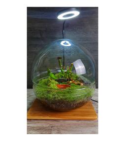 Carnivorous Swamp Orb Discounts