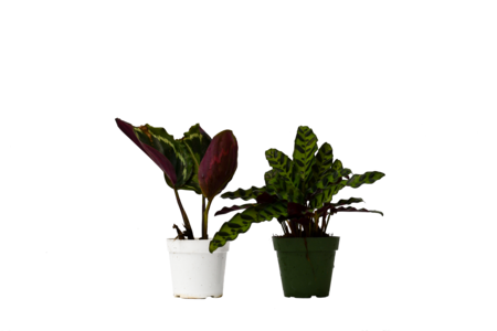 2 Calathea Plants Variety Pack in 4" Pots Outlet Locations For Sale